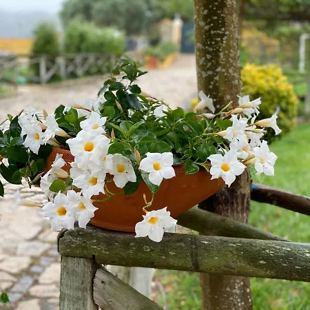 Charm Azenha Dóbidos Farm