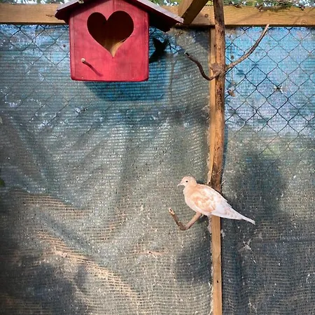 Charm Azenha Dobidos Farm ファームステイ Olho Marinho